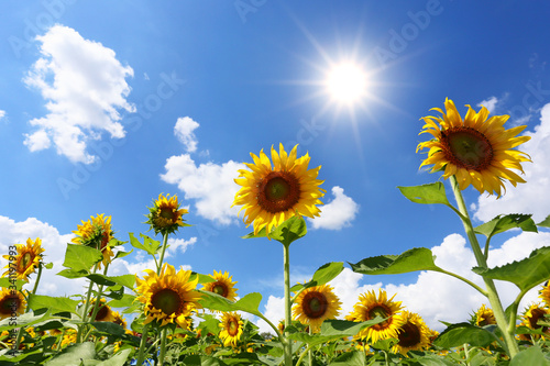 Sunflowers are blooming and light from the sun on a clear day.
