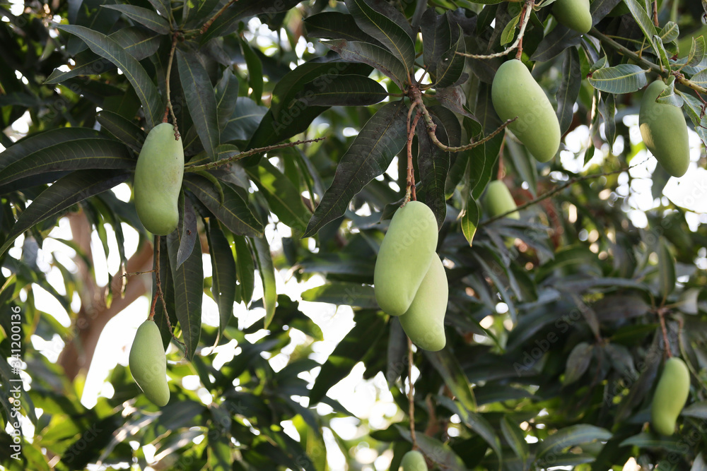 Green mango that is not yet ripe.