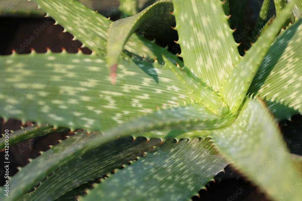 Fresh Aloe vera and sunlight. Fresh Aloe vera and sunlight.