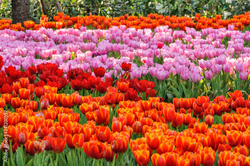 Tulip flower in garden
