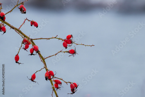 Rosehip branch with red berries on river background