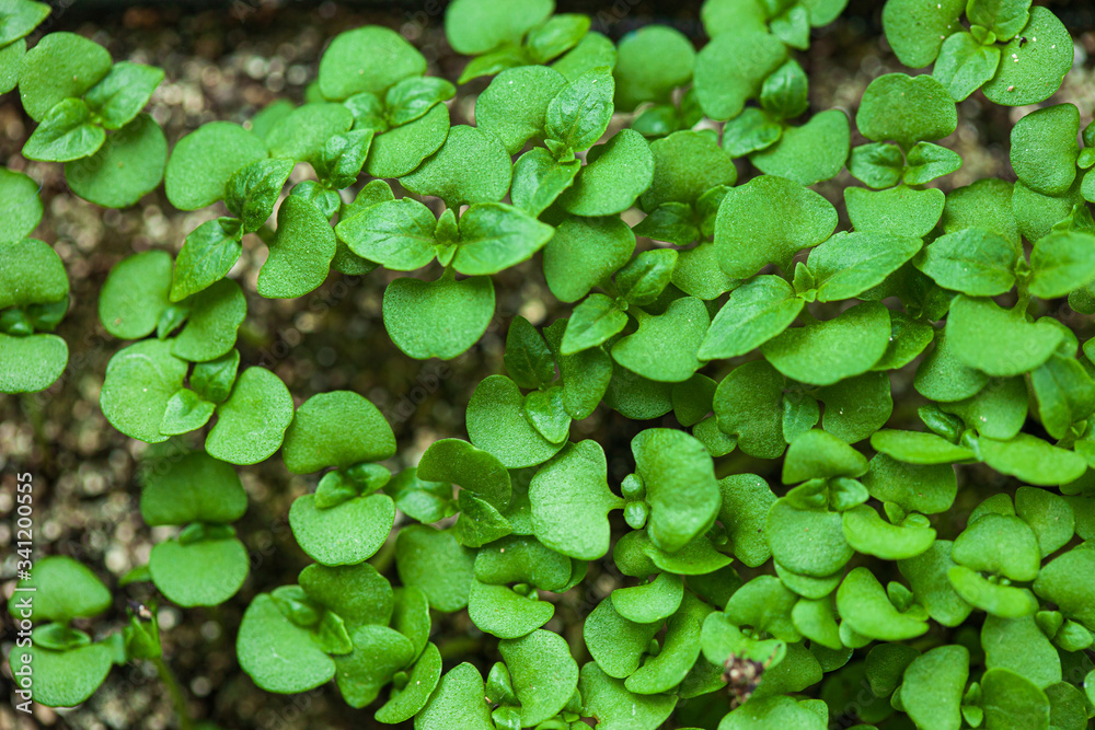 young sprout growing up in seedling tray