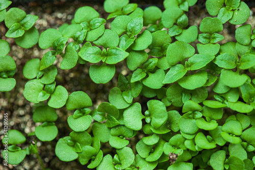 young sprout growing up in seedling tray