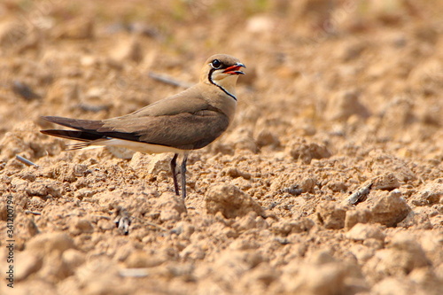 Bird on the ground