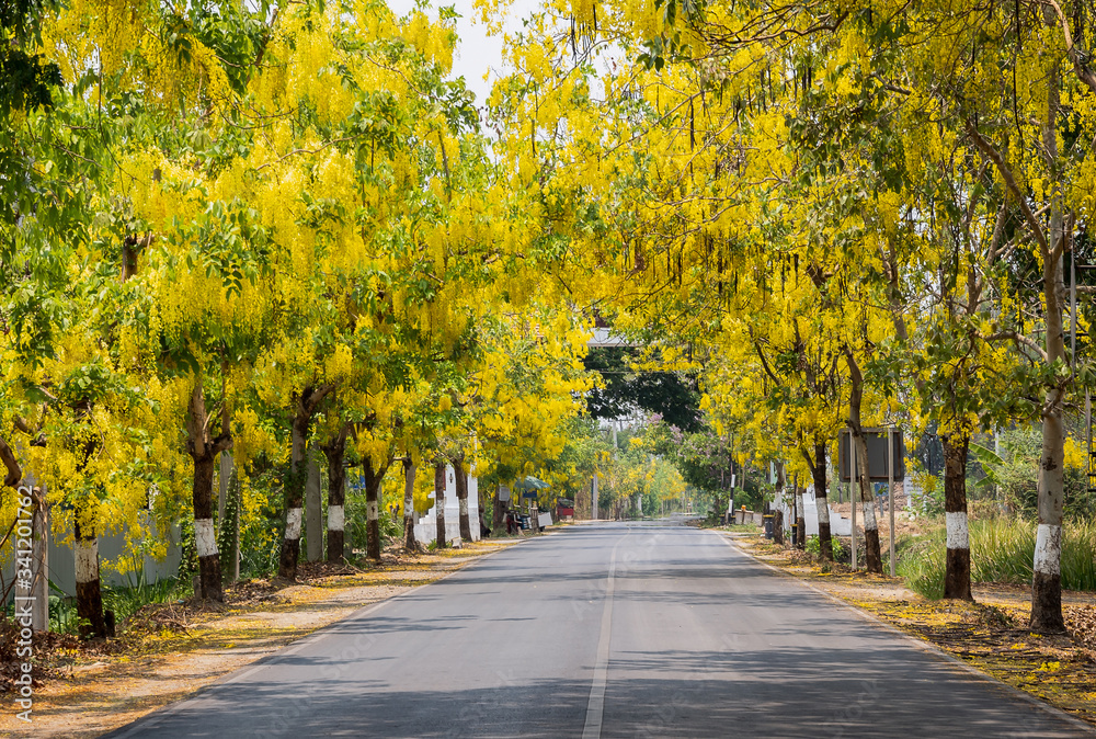 Obraz premium Golden shower trees (Cassia fistula) blooming between the streets of rural Thailand.