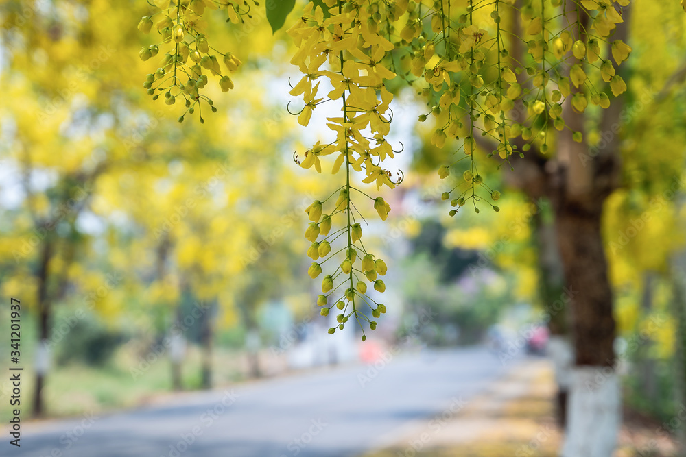 Fototapeta premium Golden shower trees (Cassia fistula) blooming in rural Thailand..