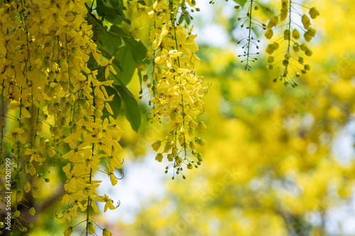 Golden shower trees (Cassia fistula) blooming in rural Thailand.. © somchairakin