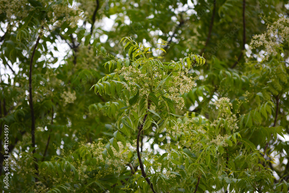 Medicinal ayurvedic azadirachta indica or Neem leaves and flowers. Very powerful Indian medicinal tree. Medicinal ayurvedic azadirachta indica or Neem leaves and flowers. Very powerful Indian medicinal tree.