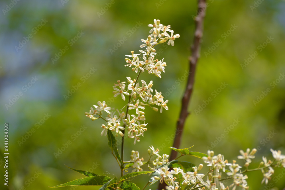 Medicinal ayurvedic azadirachta indica or Neem leaves and flowers. Very powerful Indian medicinal tree. Medicinal ayurvedic azadirachta indica or Neem leaves and flowers. Very powerful Indian medicinal tree.