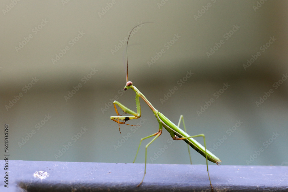 close up of a bright green introduced species of praying mantis insect ...
