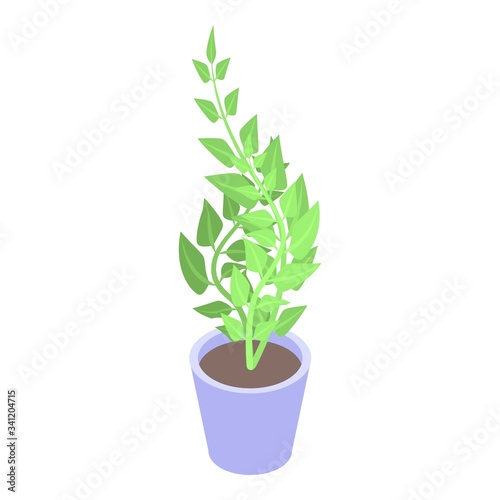 Indoor houseplant icon. Isometric of indoor houseplant vector icon for web design isolated on white background