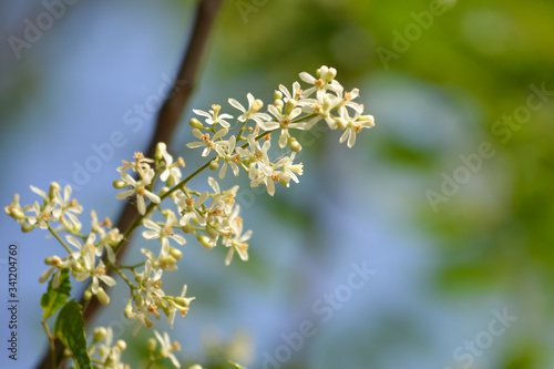 Medicinal ayurvedic azadirachta indica or Neem leaves and flowers. Very powerful Indian medicinal tree.