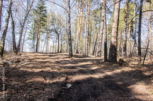Wallpaper Mural road in the coniferous forest in early spring Torontodigital.ca