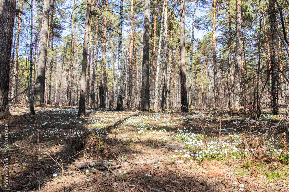road in the coniferous forest in early spring road in the coniferous forest in early spring