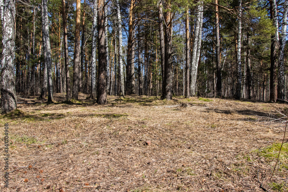 road in the coniferous forest in early spring road in the coniferous forest in early spring