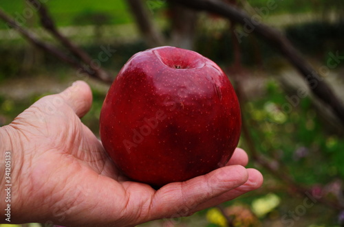 Organic fruit and vegetables. Farmers hands with freshly harvested apples.