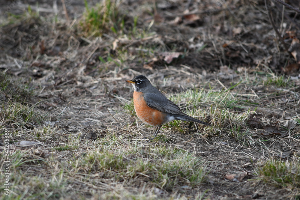 robin on the grass robin on the grass