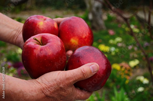 Organic fruit and vegetables. Farmers hands with freshly harvested apples.