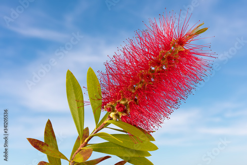 Quadro su tela A large red flower that looks like a cleaning tool