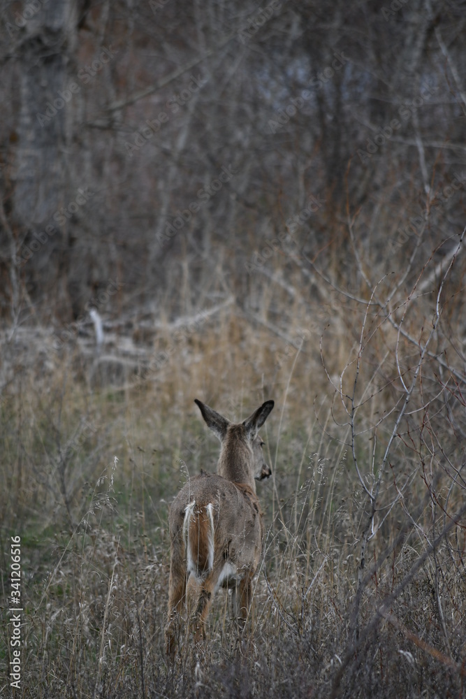 deer in the woods deer in the woods