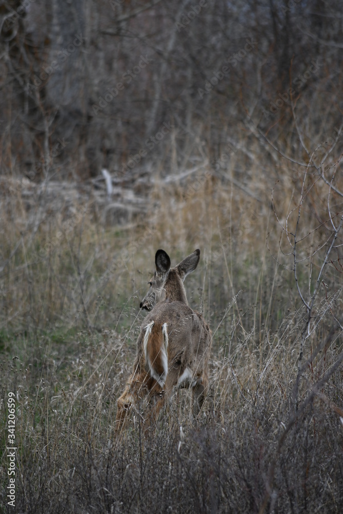 deer in the grass deer in the grass