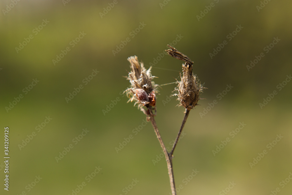 Dried weed flower close up green background