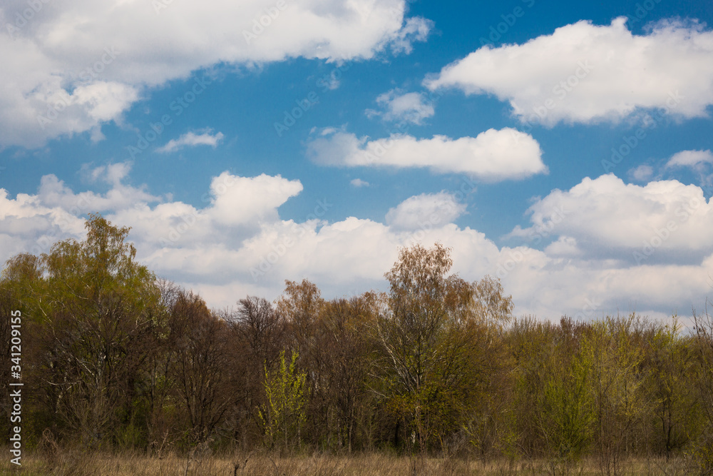 Spring forest on a background of blue sky with white clouds Spring forest on a background of blue sky with white clouds