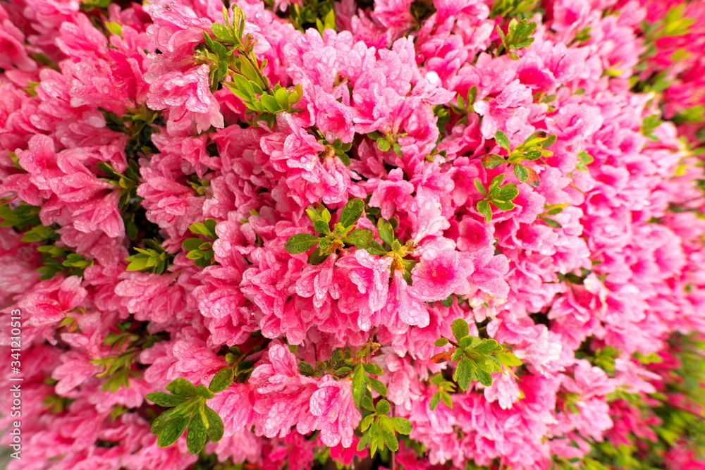 Tokyo,Japan-April 21, 2020: Azalea or Rhododendron in full bloom in spring
Tokyo,Japan-April 21, 2020: Azalea or Rhododendron in full bloom in spring