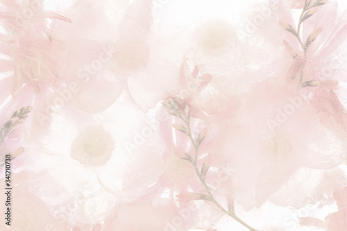 Pink blooming anemone flower background