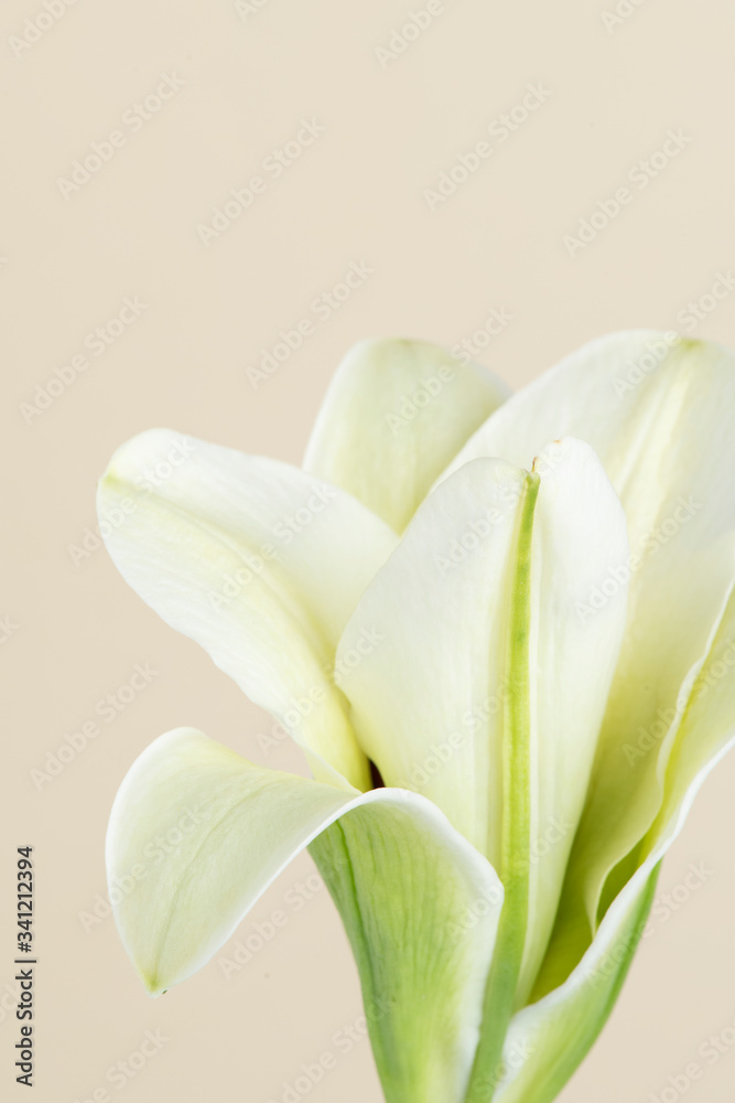 White lily flower on beige background White lily flower on beige background