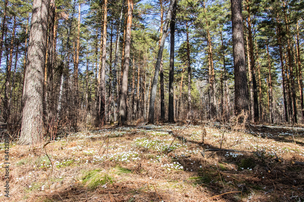 Snowdrops grow in a mixed forest. early spring Snowdrops grow in a mixed forest. early spring