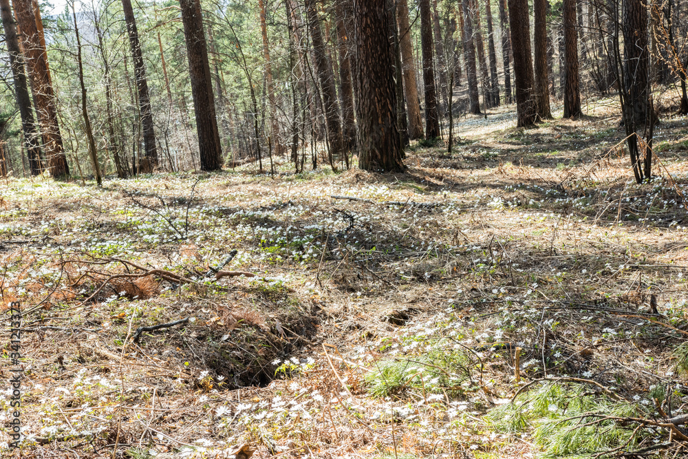 Snowdrops grow in a mixed forest. early spring Snowdrops grow in a mixed forest. early spring