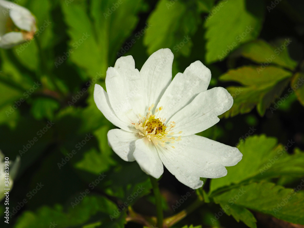 Snowdrop. Wildlife Flower. Spring, the first forest flowers. Snowdrop. Wildlife Flower. Spring, the first forest flowers.