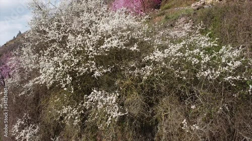 Frühling ,Moseltal, Rheinland-Pfalz, weinbergspfirsisch, blühen,Baum,Weinberge photo