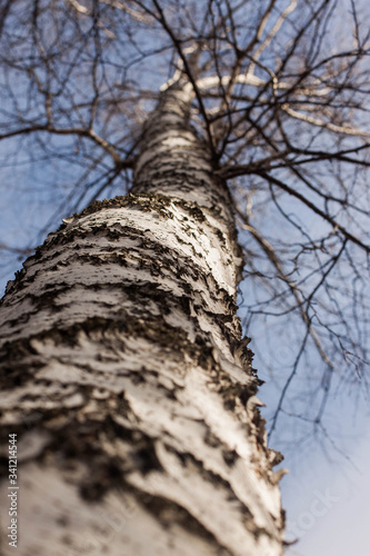 Birch and sky, view from below