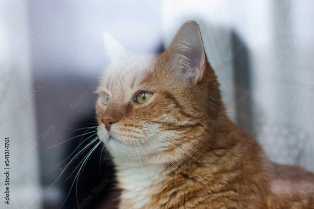 Red cat at home on the window, behind the glass