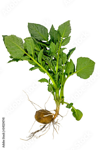 Whole young potato plant with tuber and leaves