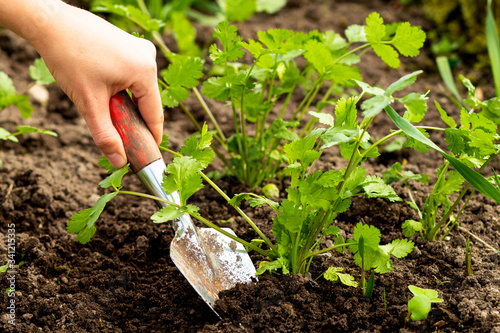 Hand holds a scoop, digs the ground. Harvesting coriander or cilantro. concept, spring sowing and farming