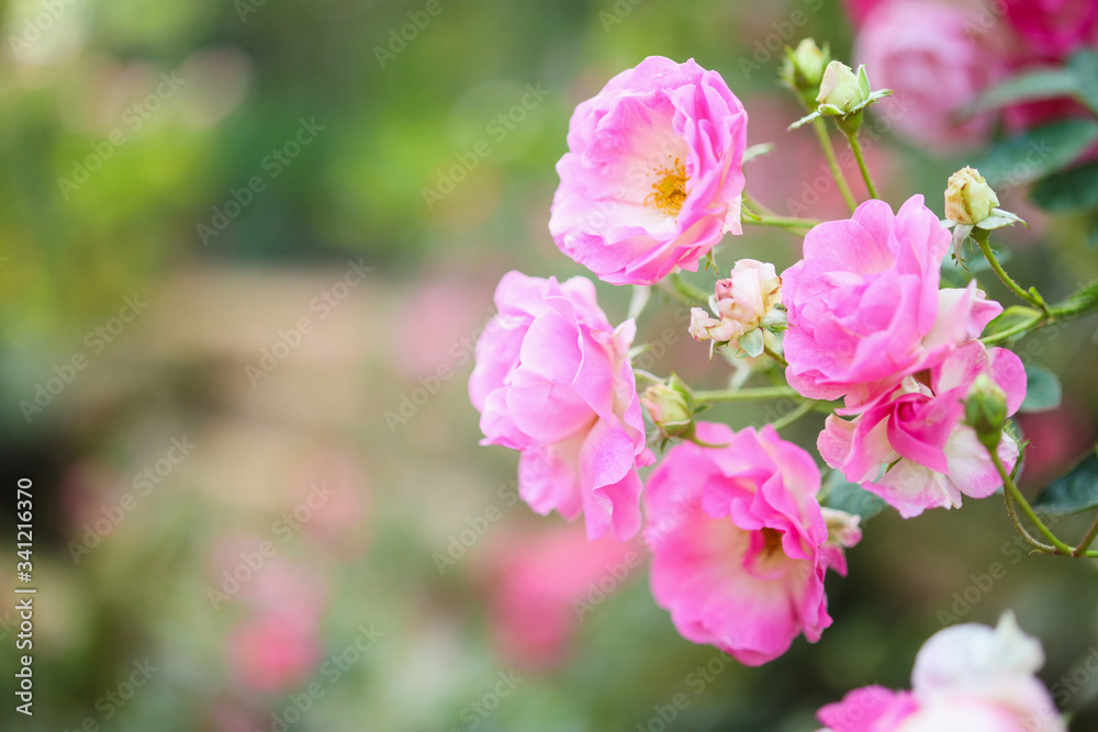 Fototapeta premium Beautiful pink roses flower in the garden