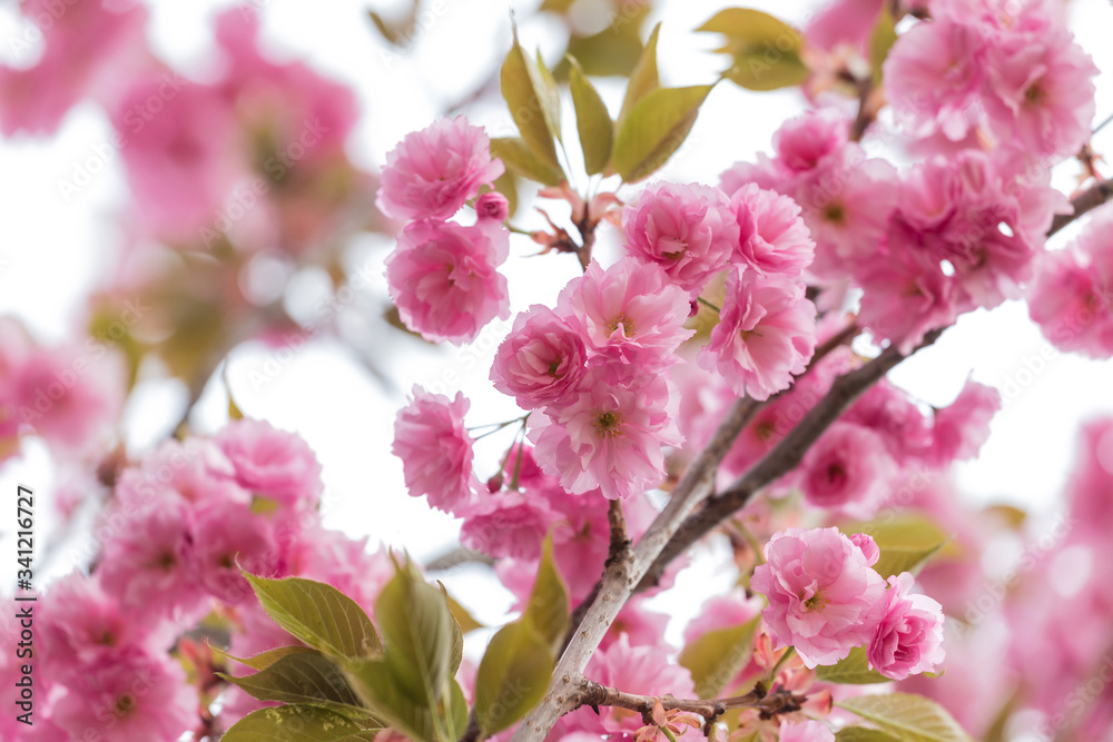 Prunus lannesiana Wils in bloom in the park