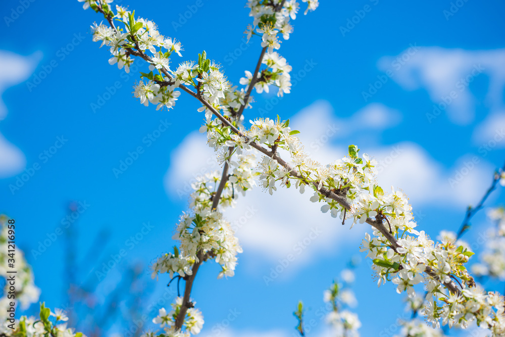 Spring pear tree in garden. Gardening concept Spring pear tree in garden. Gardening concept