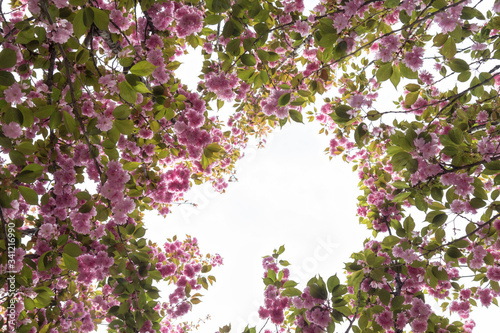 Prunus lannesiana Wils in bloom in the park photo