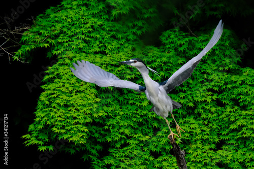 black crowned night heron in forest photo