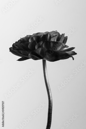Fotografía Monotone ranunculus flower