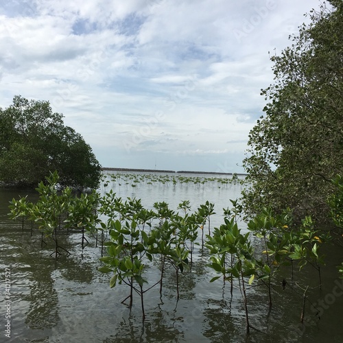 mangrove forest