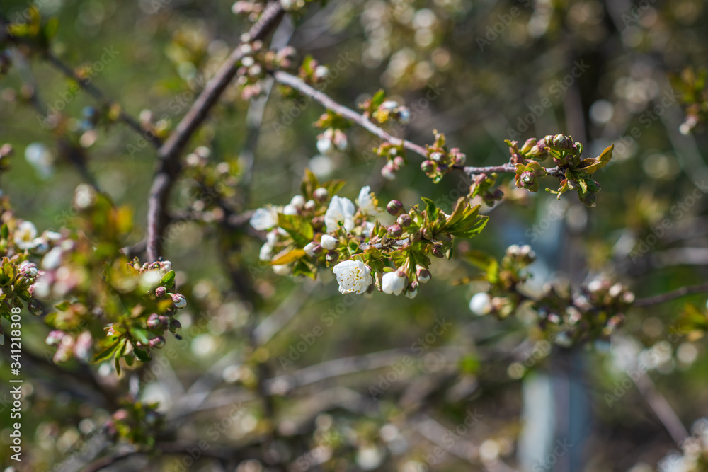 Spring cherry tree in garden. Gardening concept Spring cherry tree in garden. Gardening concept