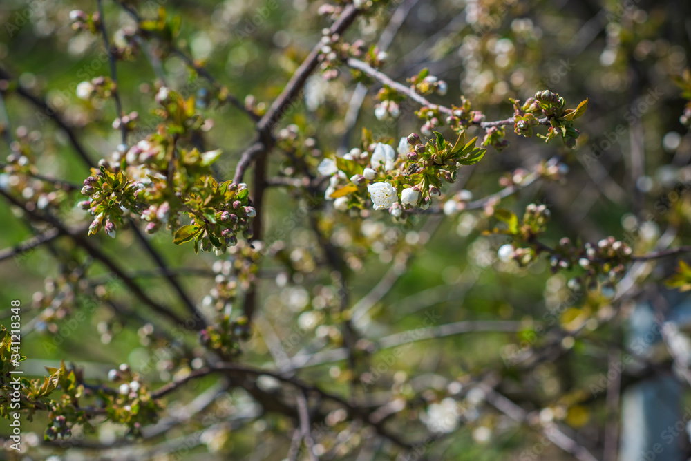 Spring cherry tree in garden. Gardening concept