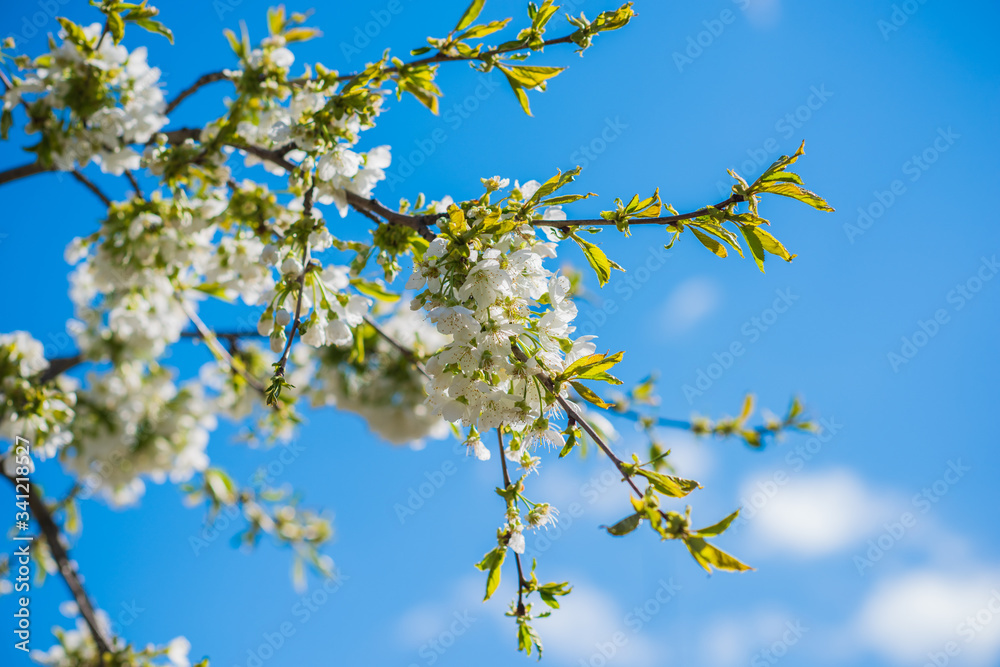 Spring cherry tree in garden. Gardening concept Spring cherry tree in garden. Gardening concept