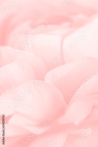 Pink ranunculus flower macro photography