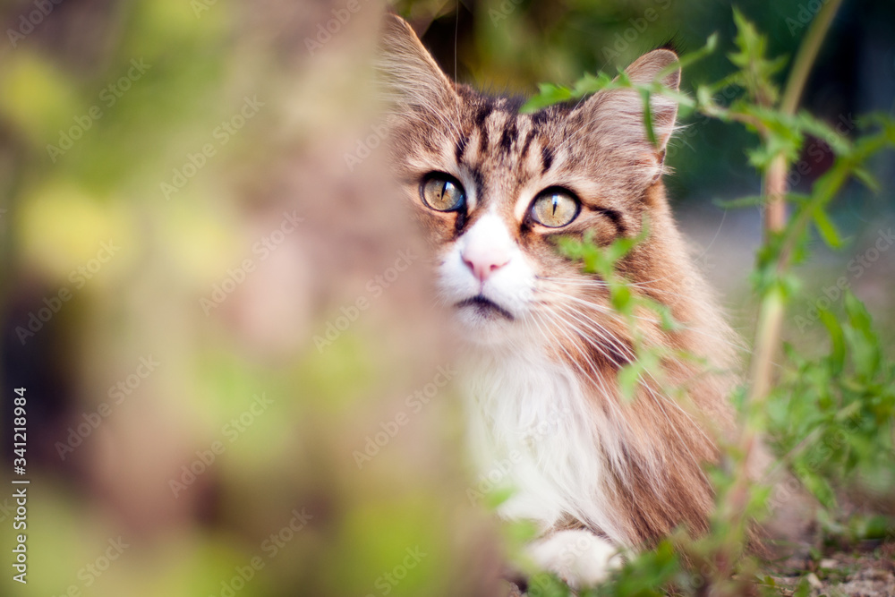 portrait of a beautiful norwegian forest cat hidden behind a tree